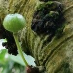 Ficus fistulosa Corteza