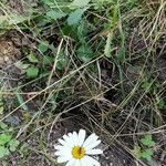 Leucanthemum adustum Habitat