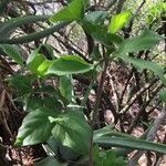 Afrocanthium mundianum 整株植物