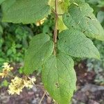 Clematis haenkeana Leaf