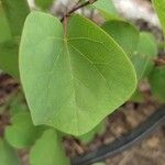 Cercis griffithii Leaf