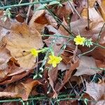 Jasminum nudiflorumFlower