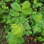 Rosa woodsii Leaf