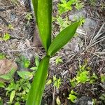 Hymenocallis liriosme Лист