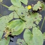 Nuphar lutea Alkat (teljes növény)