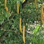 Parmentiera cereifera Fruit