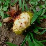 Rosa villosa Fruit