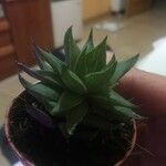 Haworthia marumianaЛисток