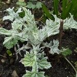 Echinops bannaticus Likasa
