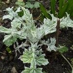 Echinops bannaticus ഇല