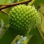 Annona paludosa Плод