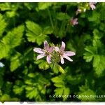 Erodium moschatumКветка