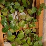 Peperomia glabella Агульны выгляд