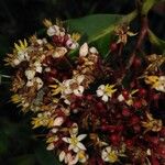 Ardisia compressa Fula