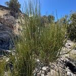 Ephedra viridis Levél