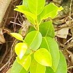 Ficus prolixa Leaf