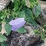 Campanula cochleariifolia Flower