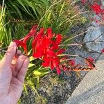 Crocosmia x crocosmiiflora Flor