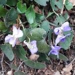 Viola odorata Flower