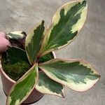 Peperomia tricolor Hostoa