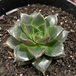 Echeveria purpusiorum Folha