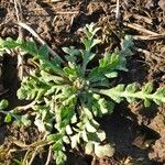 Capsella bursa-pastoris Blad