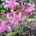 Nerine undulata Flower