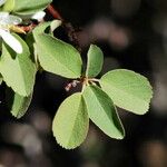 Amelanchier pallida Hàbitat