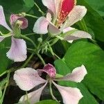 Bauhinia monandraLorea