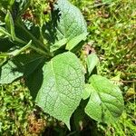 Verbascum densiflorum 叶