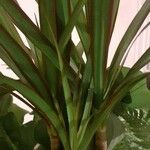 Dracaena reflexaΦύλλο