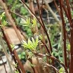 Salix rosmarinifolia ഇല
