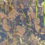 Potamogeton coloratus Leaf