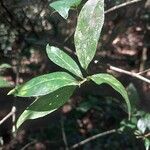 Mostuea brunonis Leaf