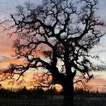 Quercus lobata Hábito