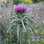 Silybum marianum Blodyn