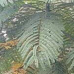 Schizolobium parahyba Hoja