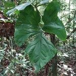 Cercestis kamerunianus Hoja