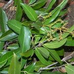 Heteropterys laurifolia موطن