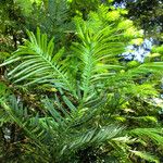 Cephalotaxus harringtonii Yaprak