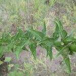 Oenothera parviflora برگ