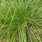 Carex umbrosa Vivejo