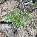 Pulsatilla alpina Leaf