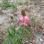Onobrychis arenaria Kvet