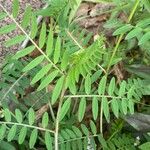 Vicia melanops Hostoa