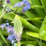 Nectaroscilla hyacinthoides Virág