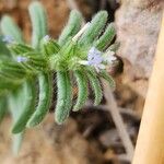 Buglossoides incrassata Flower