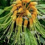 Morisonia paradoxa 花