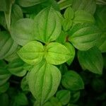 Heterotis rotundifolia Лист