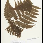 Cyathea surinamensis Лист